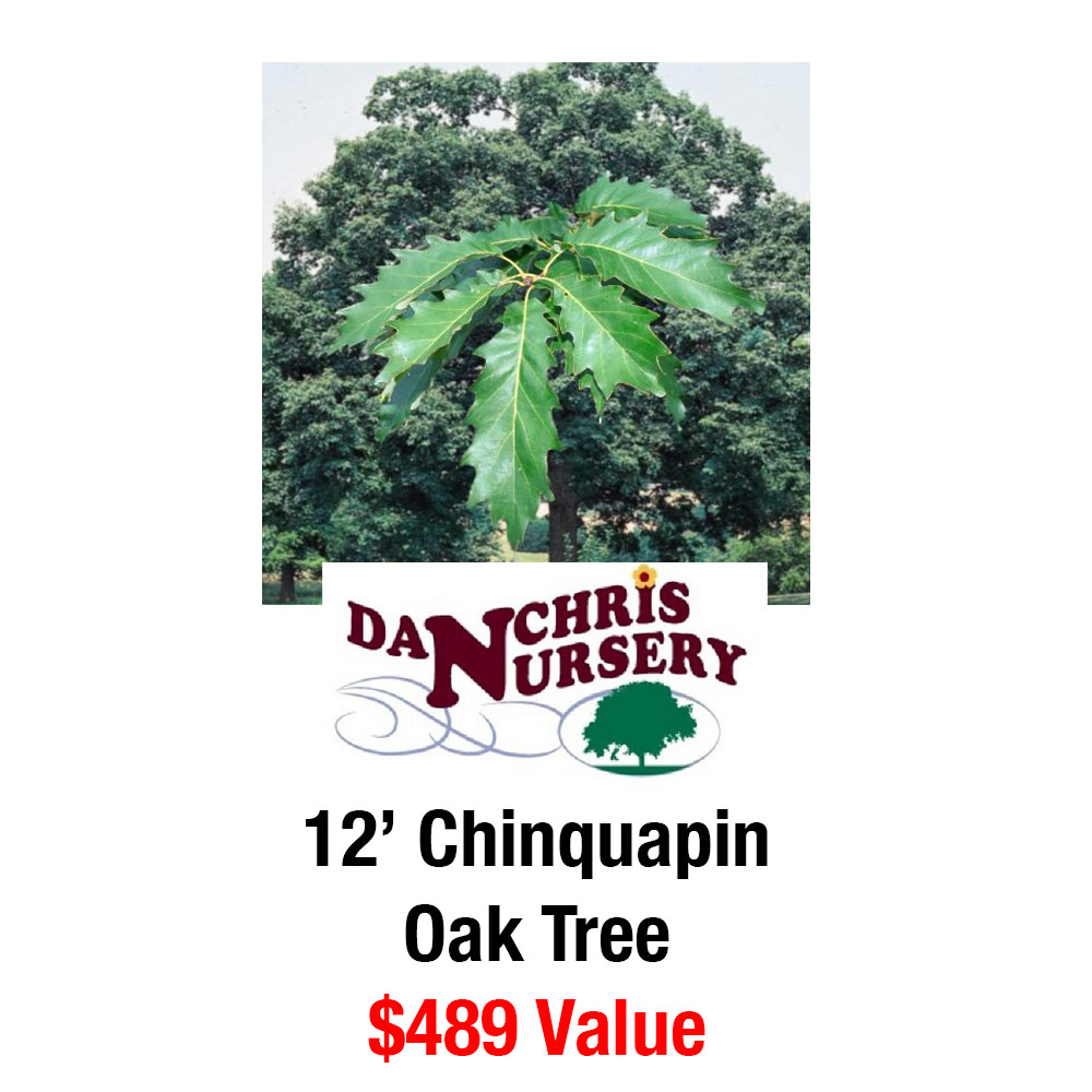 Danchris Nursery $489 Chinquapin Oak Tree – 12 ft. – SalesHive.Live